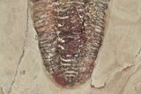 Bavarilla Trilobites With Preserved, Segmented Antennae #213196-1